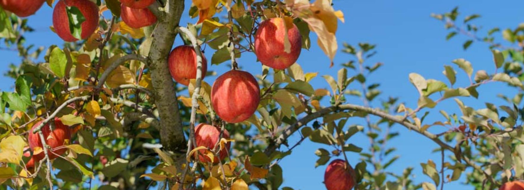 画像： 果実庭の果樹